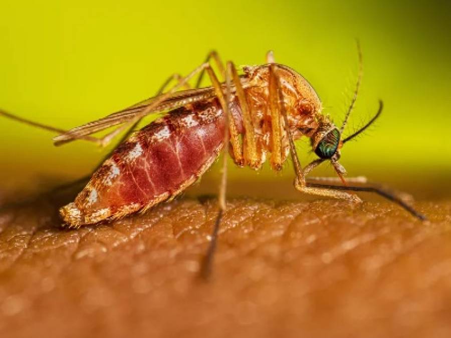 Gesundheit hat bereits 54 bestätigte Fälle von Oropouche-Fieber registriert – Portal Ururau – Nachrichten-Website