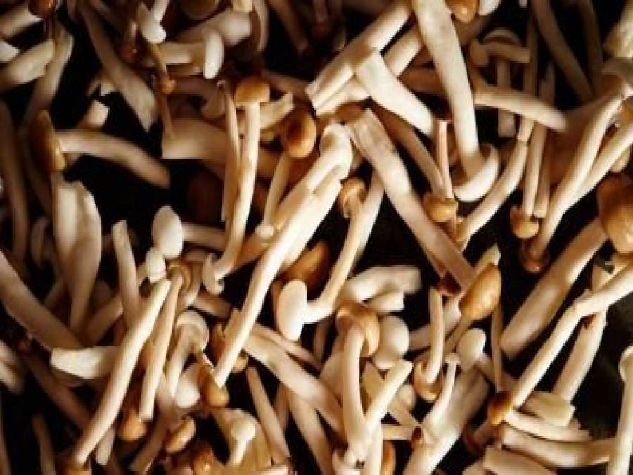 Shimeji como fazer, receitas, o que é e benefícios Portal Ururau